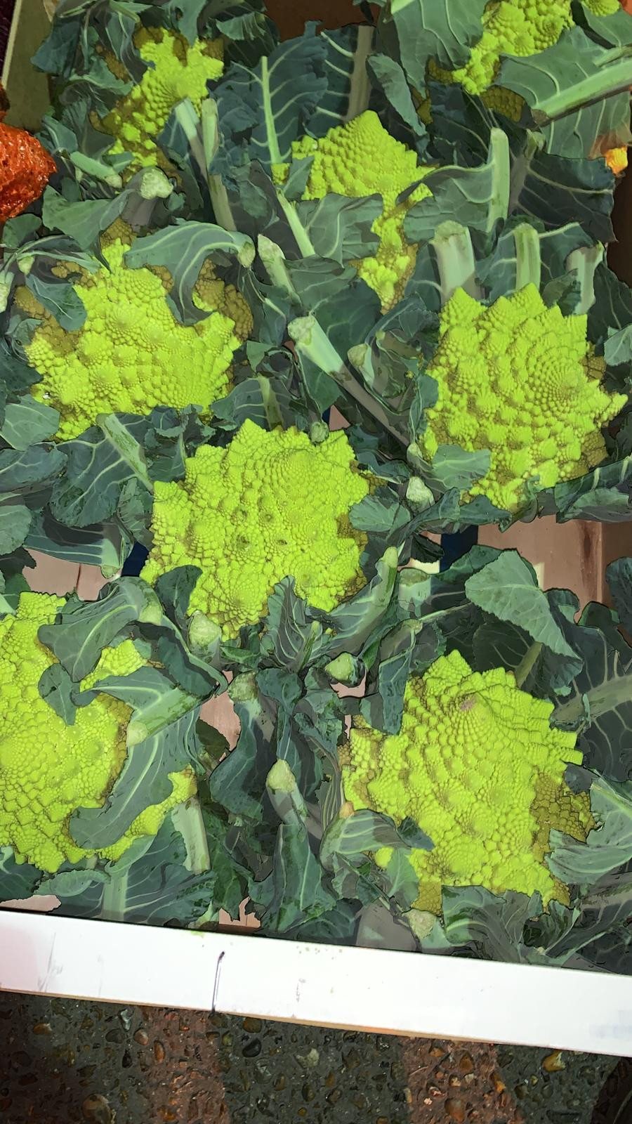 Roman Broccolo