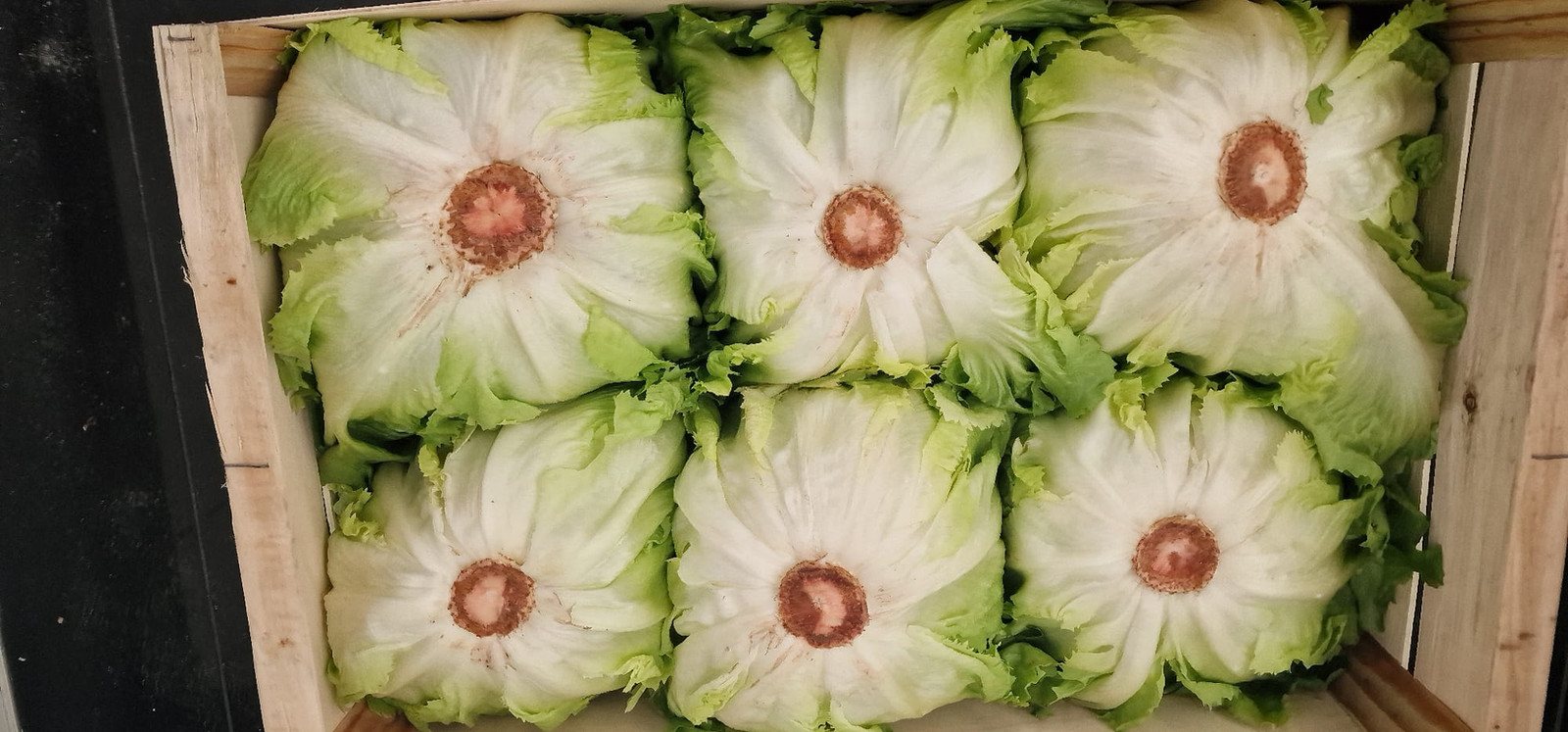 Escarole